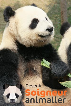 formation-soigneur-animalier-panda