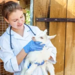 Alternance soigneur animalier : Le parcours complet pour devenir expert du bien-être animal