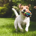 Pourquoi nos amis les chiens adorent-ils jouer ?